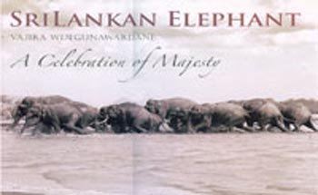 Sri Lankan Elephant A Celebration of Majesty